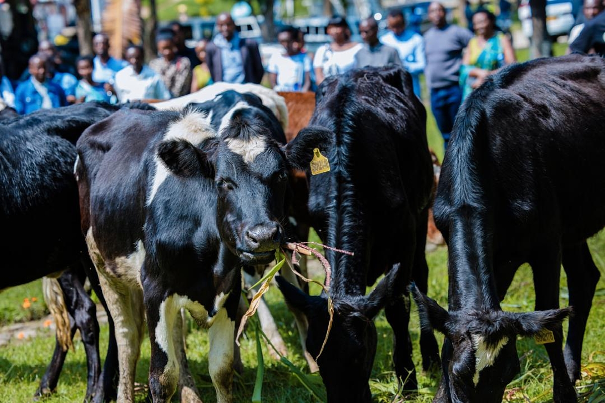 RRA, OAG Visit Gatwaro Genocide Memorial, Donate 35 Cows to Survivors